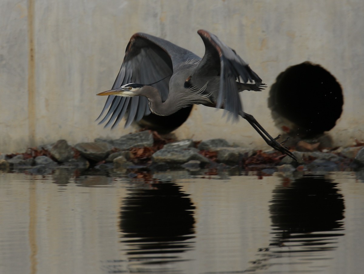 Great Blue Heron - ML83106501