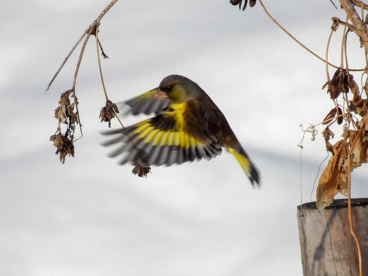 Oriental Greenfinch - ML83106681