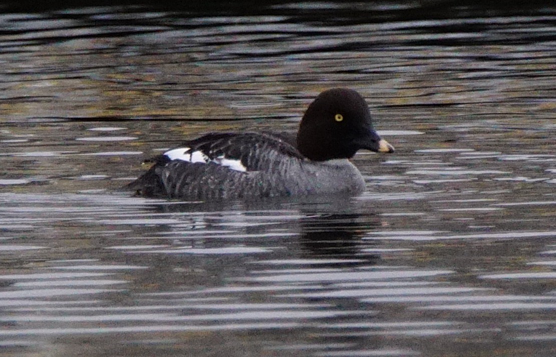 Common Goldeneye - ML83108571