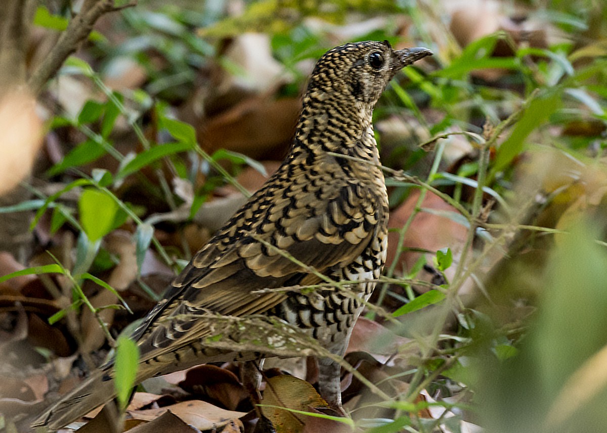 Scaly Thrush - ML83112051