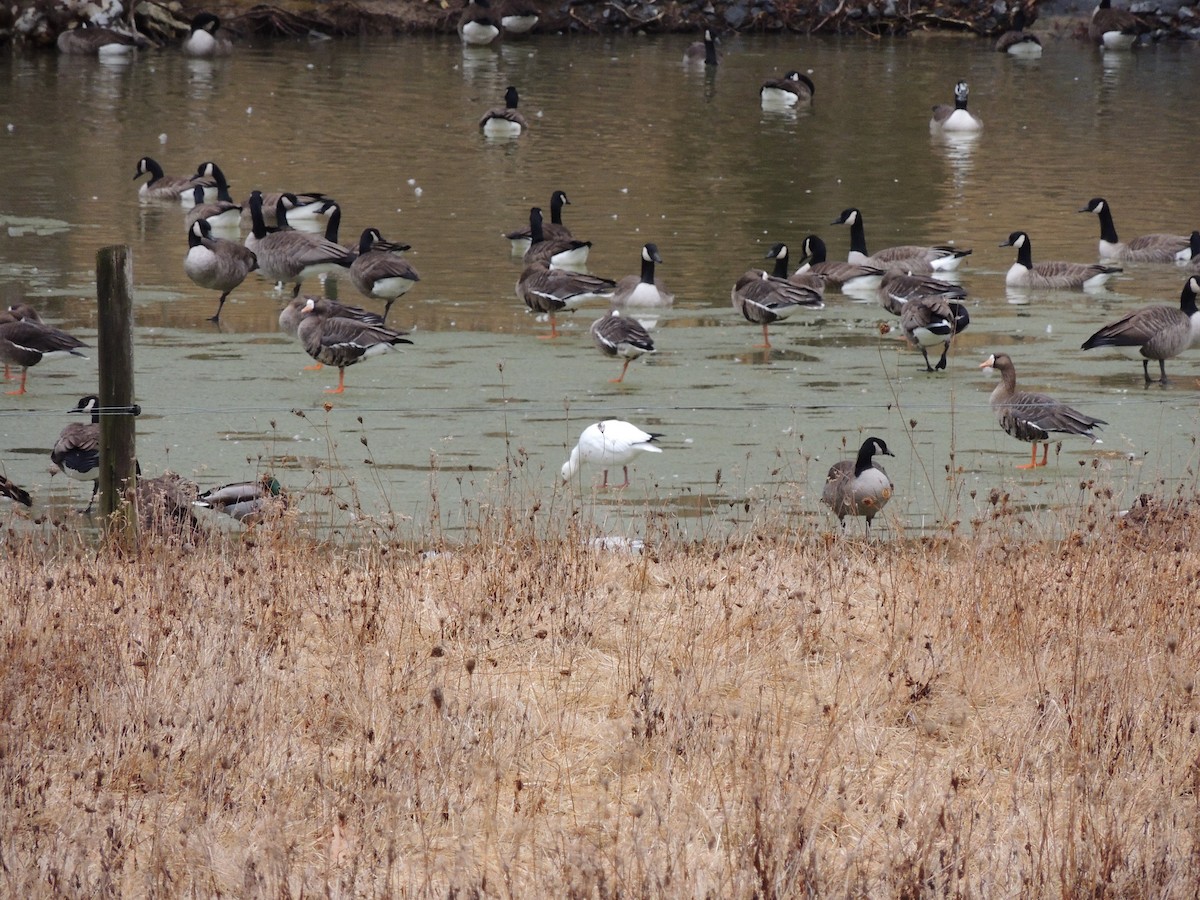 Ross's Goose - ML83112101