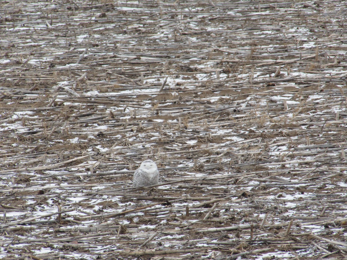 Snowy Owl - ML83112871