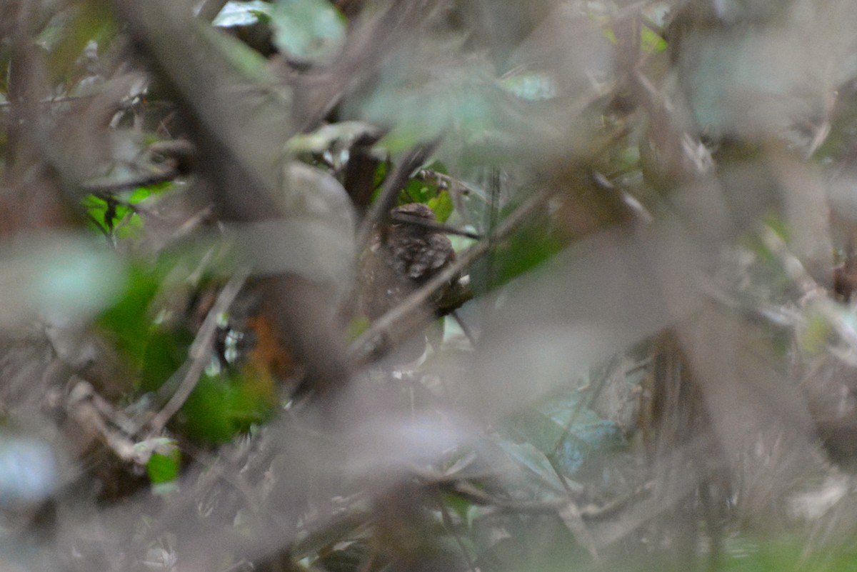 Ocellated Poorwill - Henry Cook