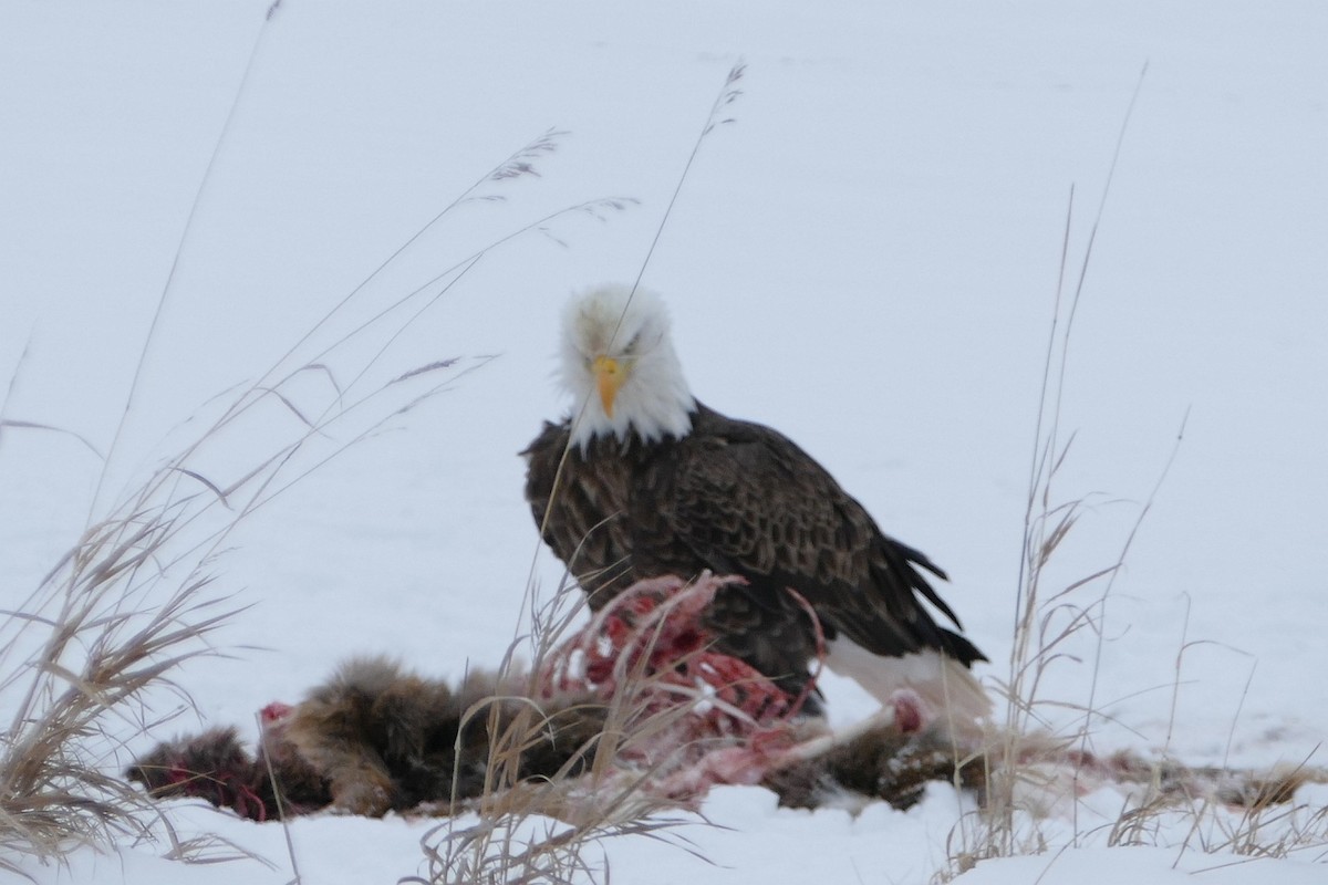 Bald Eagle - ML83114951