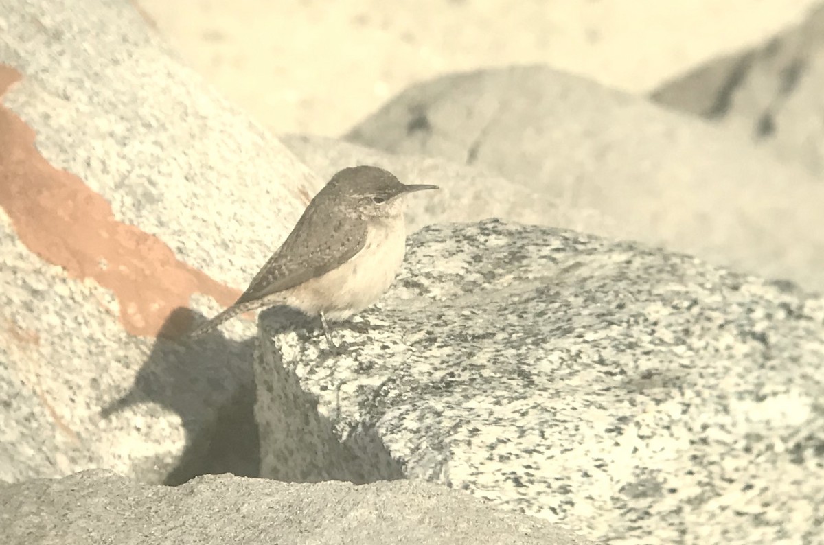 Rock Wren - Kaia Colestock