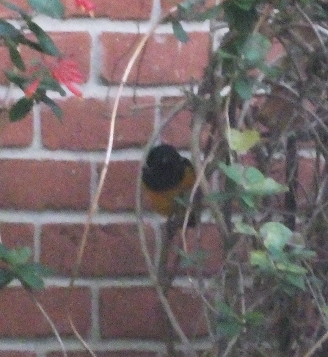 Black-vented Oriole - ML83117311