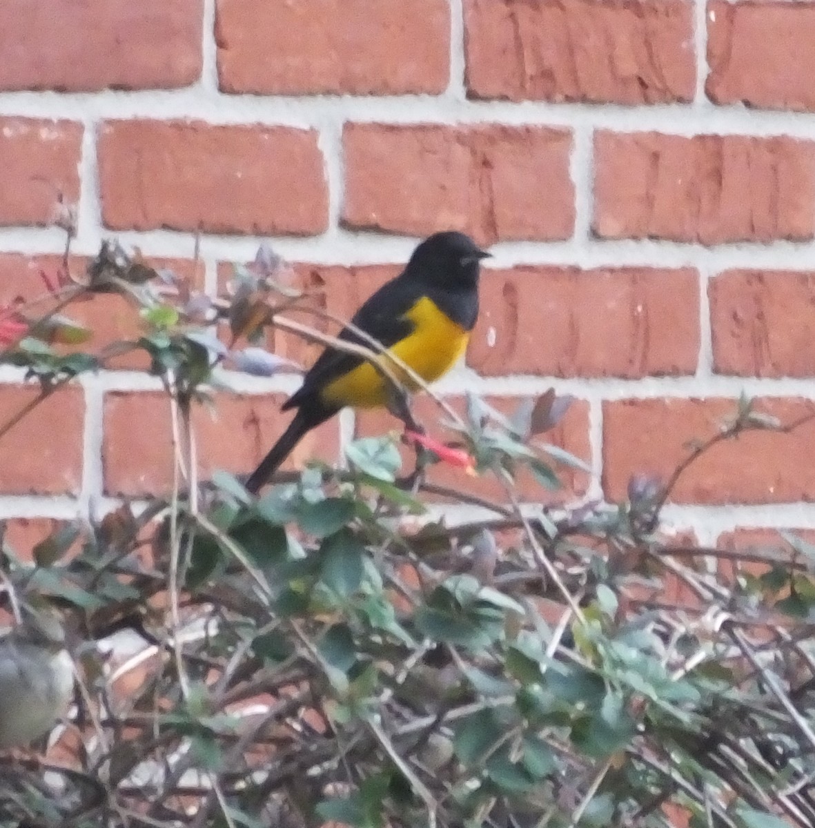 Black-vented Oriole - ML83117321