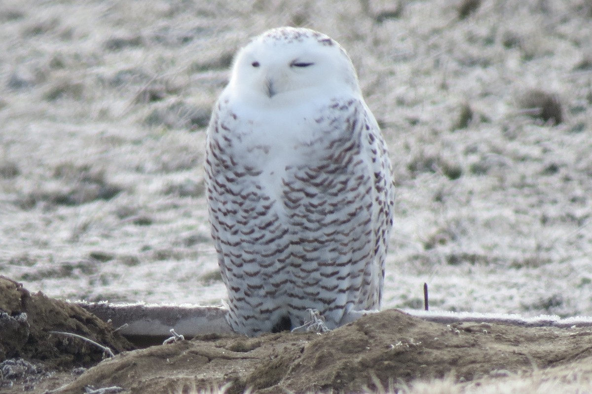 Snowy Owl - Denise Hughes