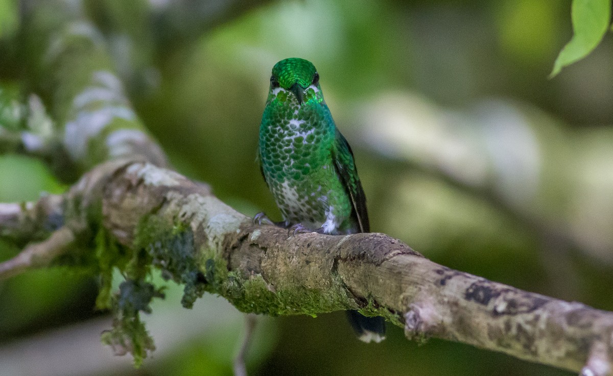 Green-crowned Brilliant - ML83118651