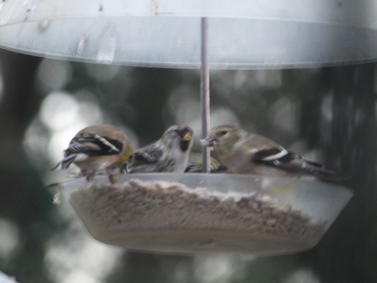 Common Redpoll - ML83118811