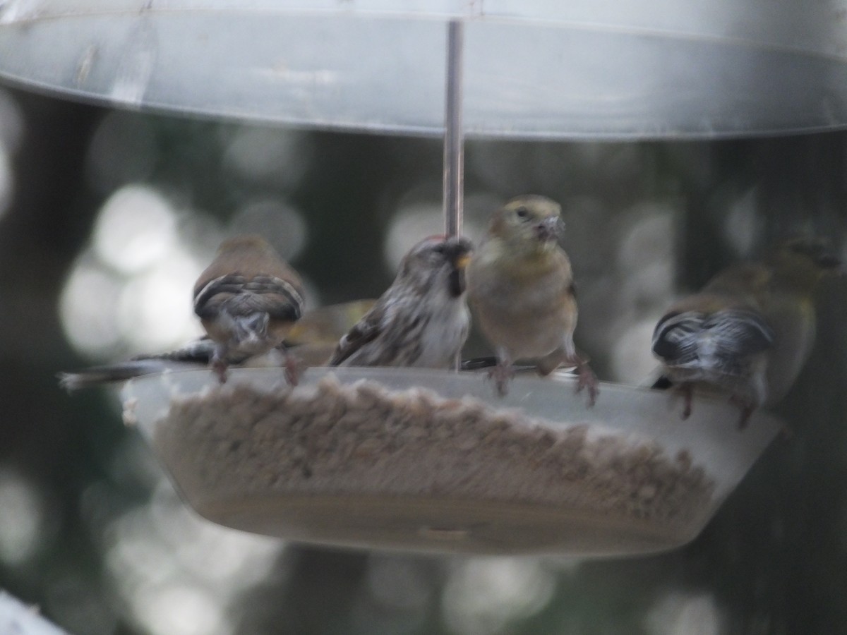 Common Redpoll - ML83118821