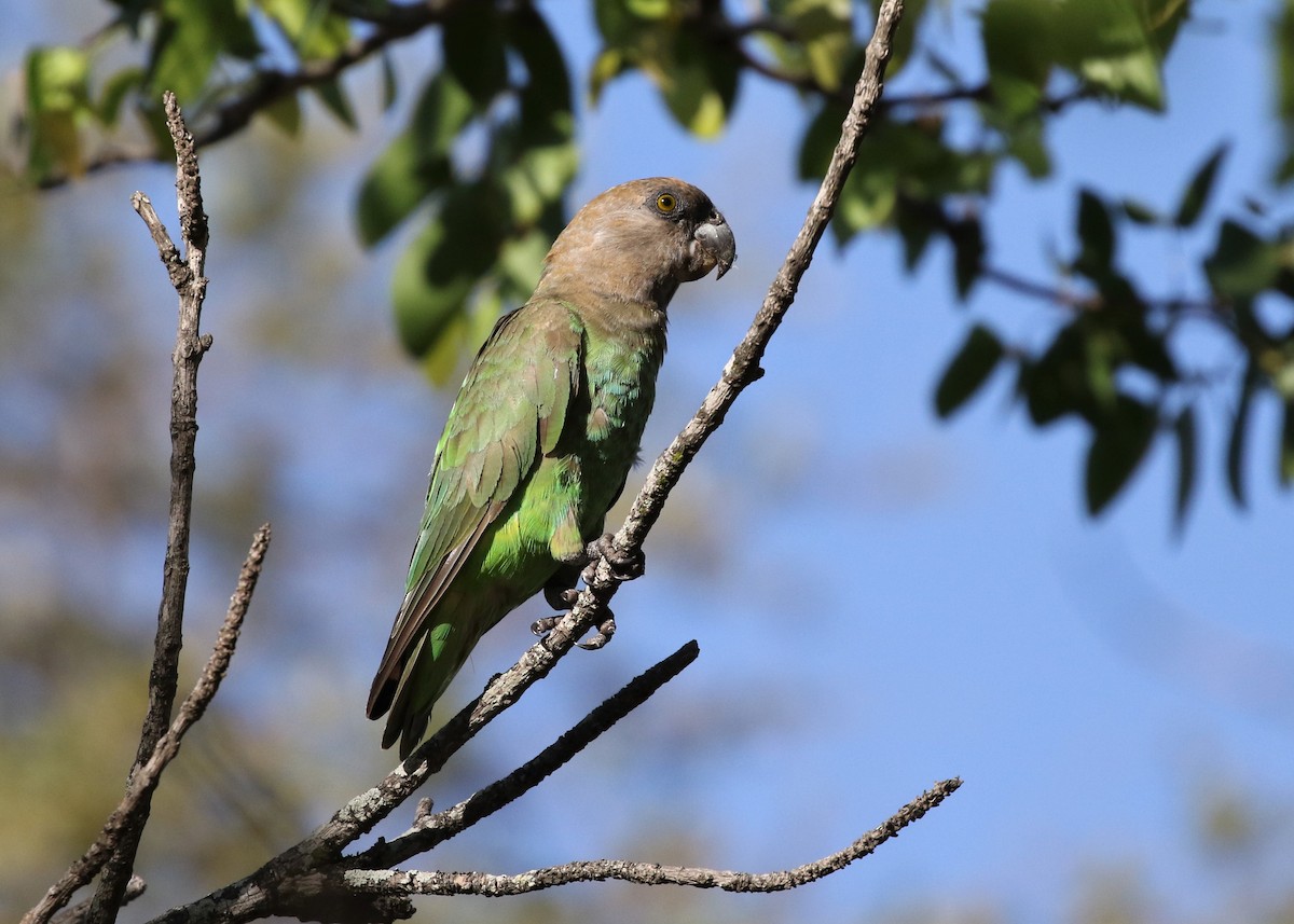Brown-headed Parrot - ML83121301