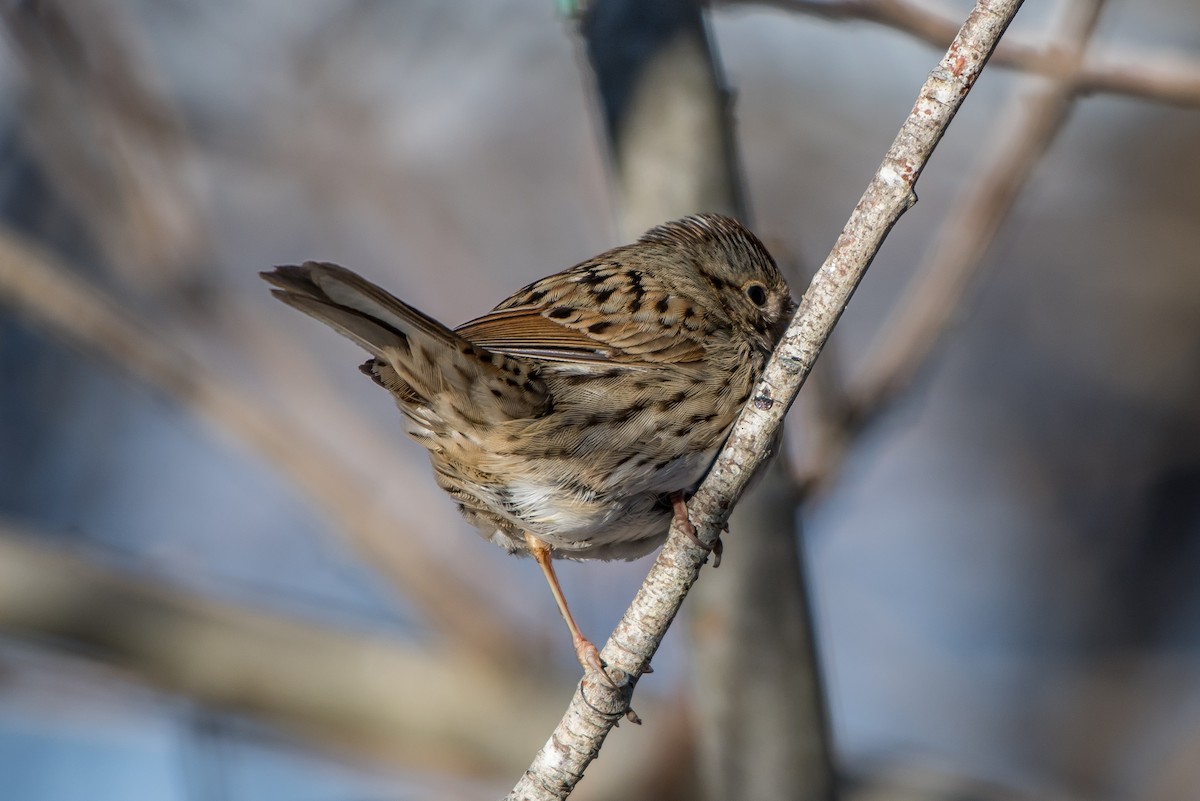 Lincoln's Sparrow - Frank King