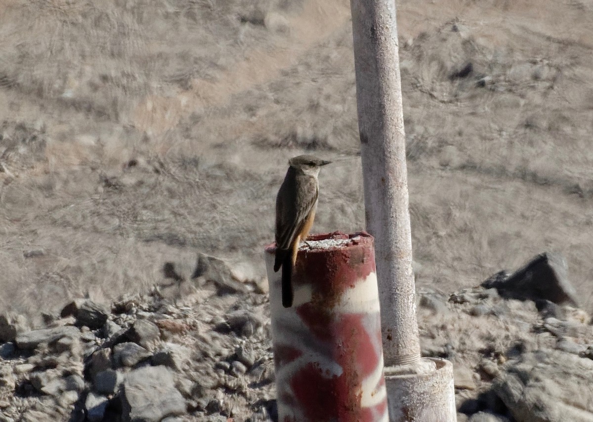 Say's Phoebe - James Sawusch