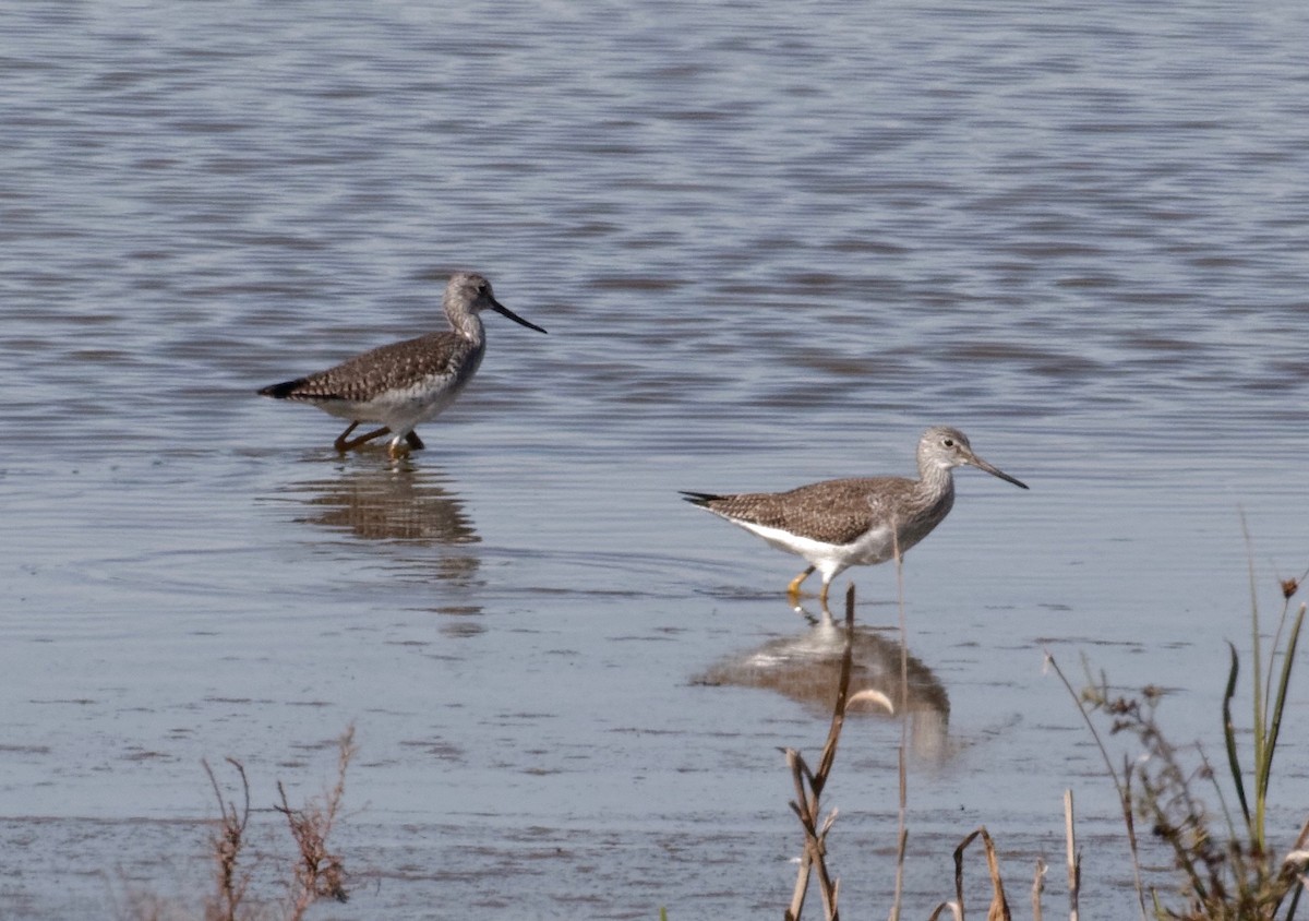 Greater Yellowlegs - James Sawusch