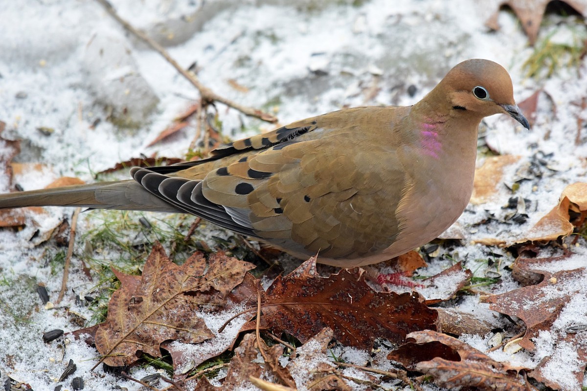 Mourning Dove - Joel Trick