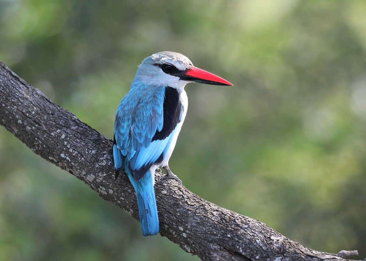 Woodland Kingfisher - Dean LaTray