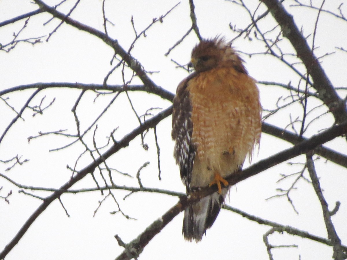 Red-shouldered Hawk - ML83125001