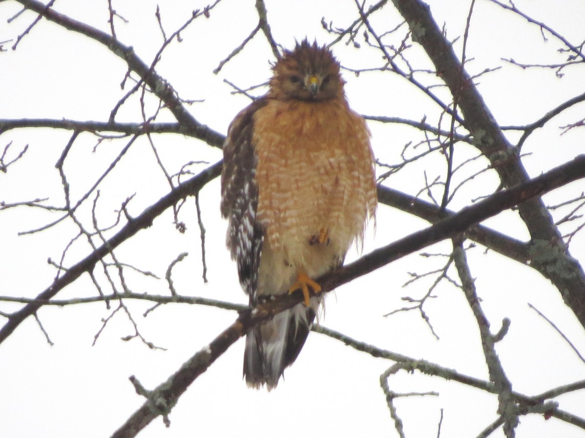 Red-shouldered Hawk - ML83125021