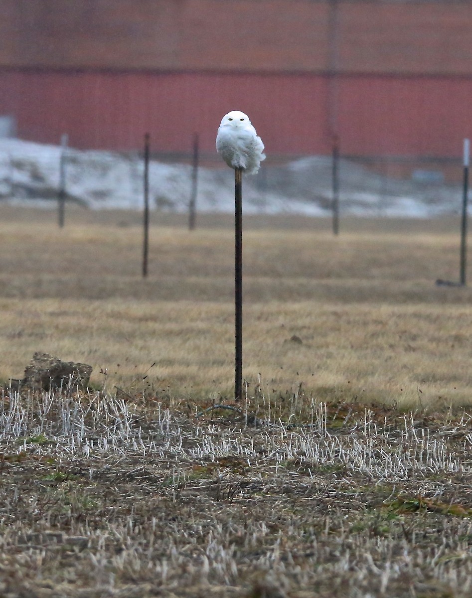 Snowy Owl - ML83125111