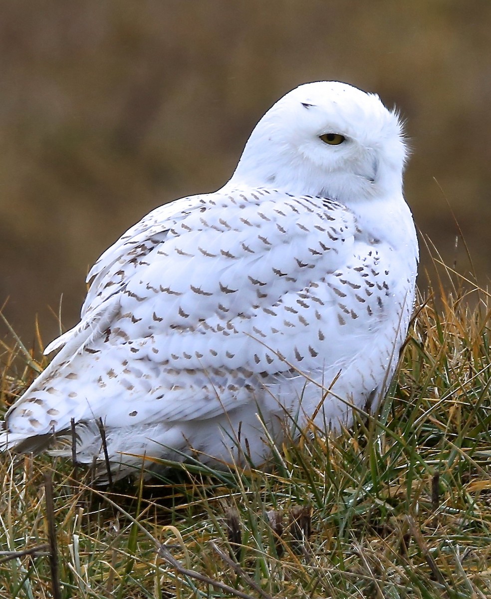 Snowy Owl - ML83125141