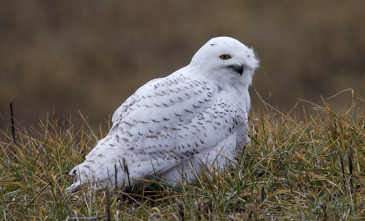 Snowy Owl - ML83125151