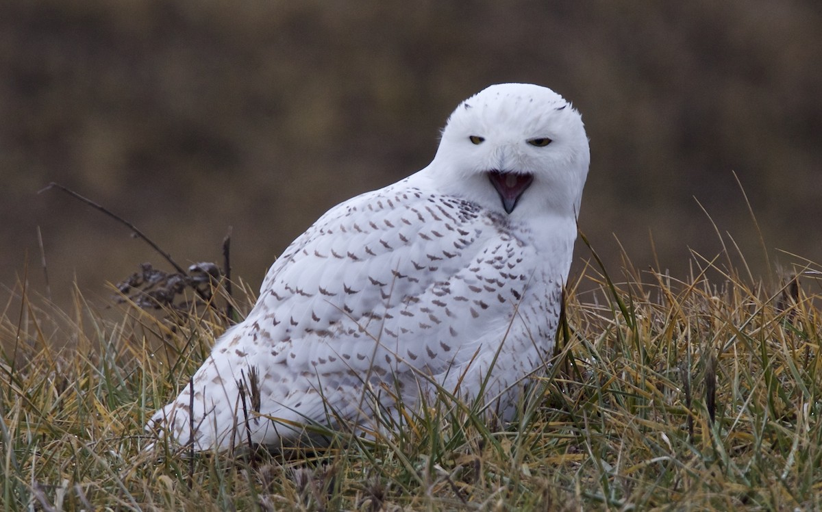 Snowy Owl - ML83125171