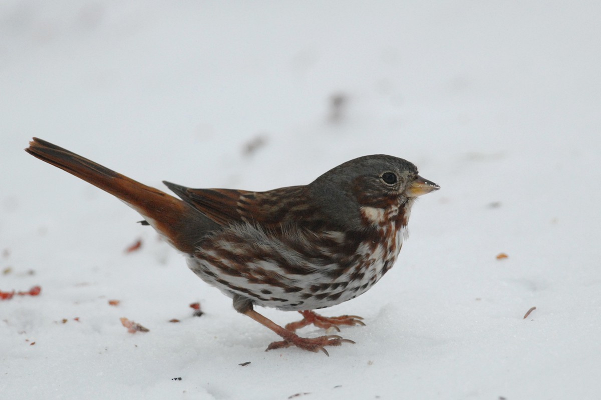 Fox Sparrow (Red) - Cameron Eckert