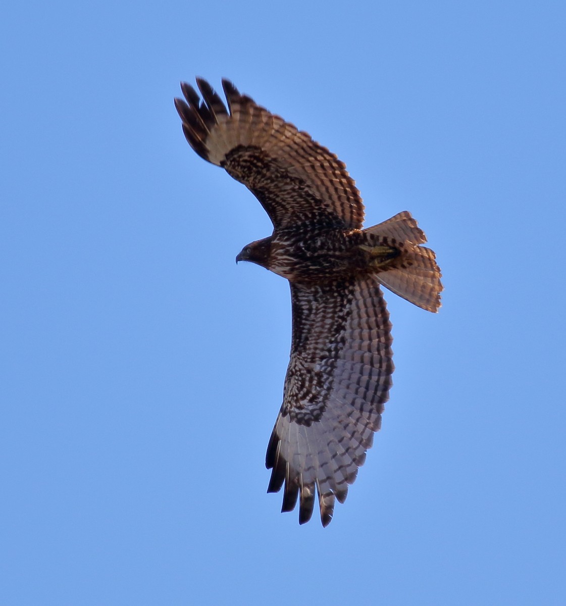 Red-tailed Hawk - ML83126161