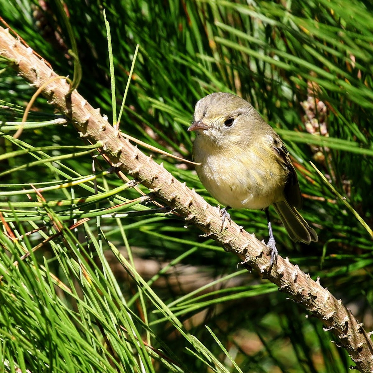 Hutton's Vireo - ML83127471