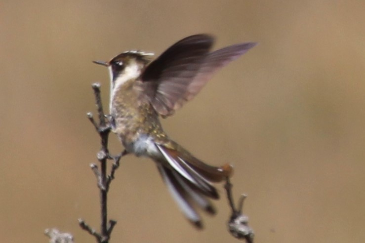 kolibřík přílbový - ML83129151