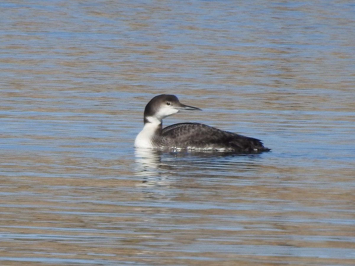 Common Loon - ML83129731