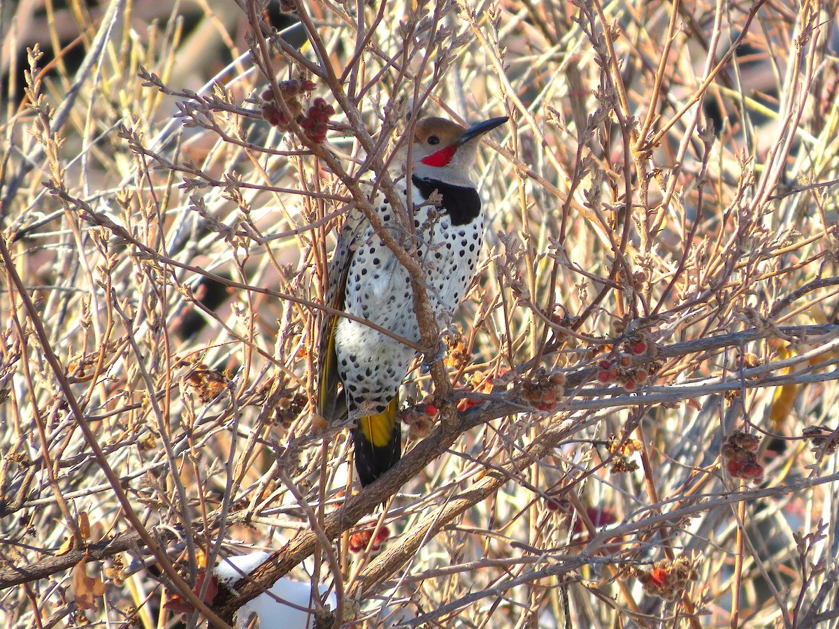 Pic flamboyant ou P. chrysoïde - ML83131981