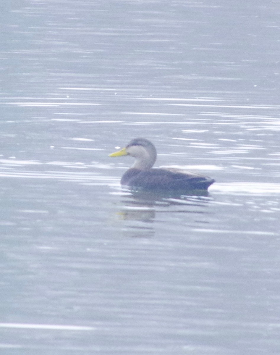 eBird Checklist - 23 Jan 2018 - Indian Point - 16 species (+1 other taxa)