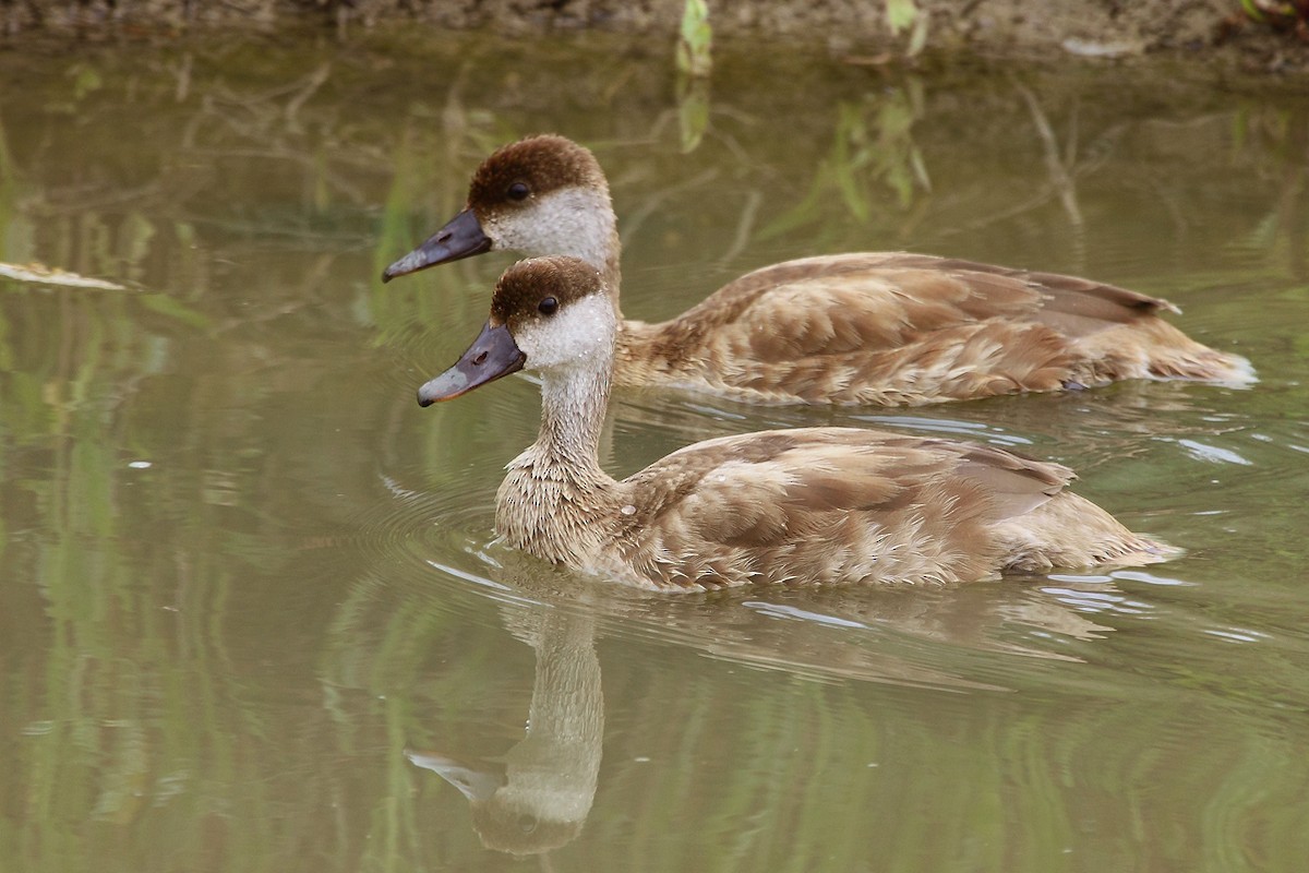 Red-crested Pochard - ML83136591