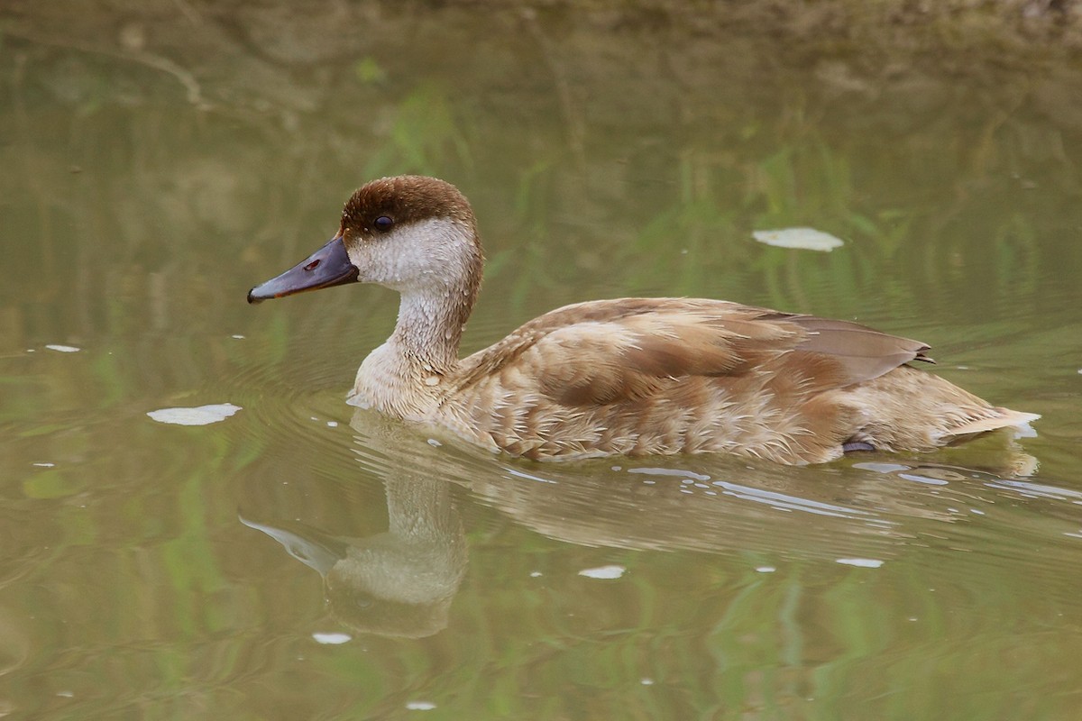 Red-crested Pochard - ML83136601