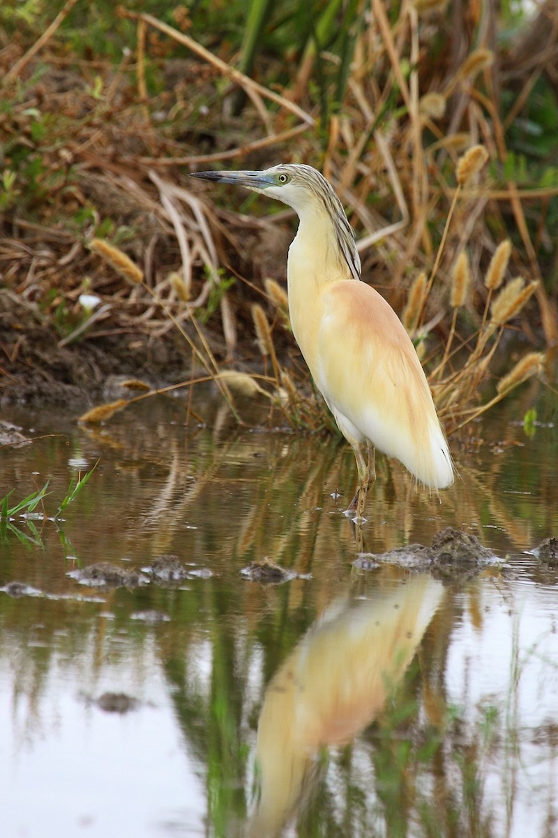 Squacco Heron - ML83136651