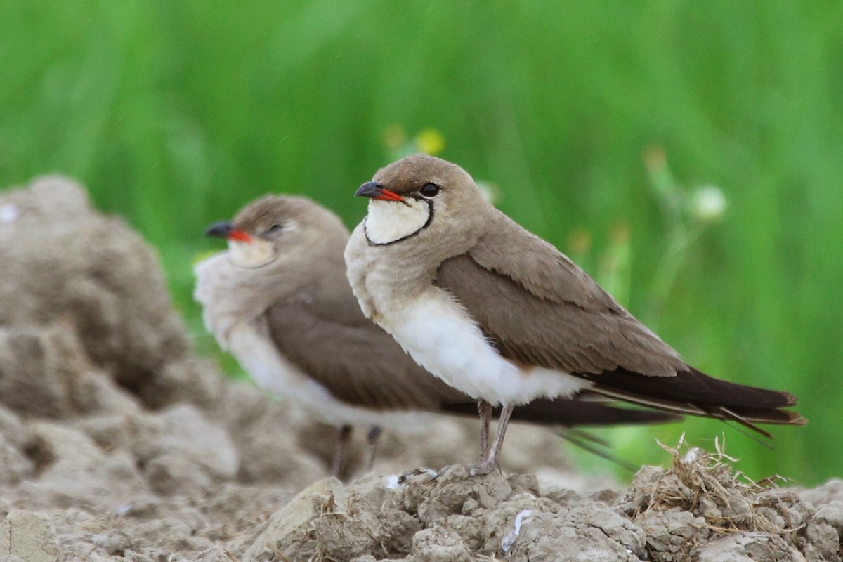 Collared Pratincole - ML83136951