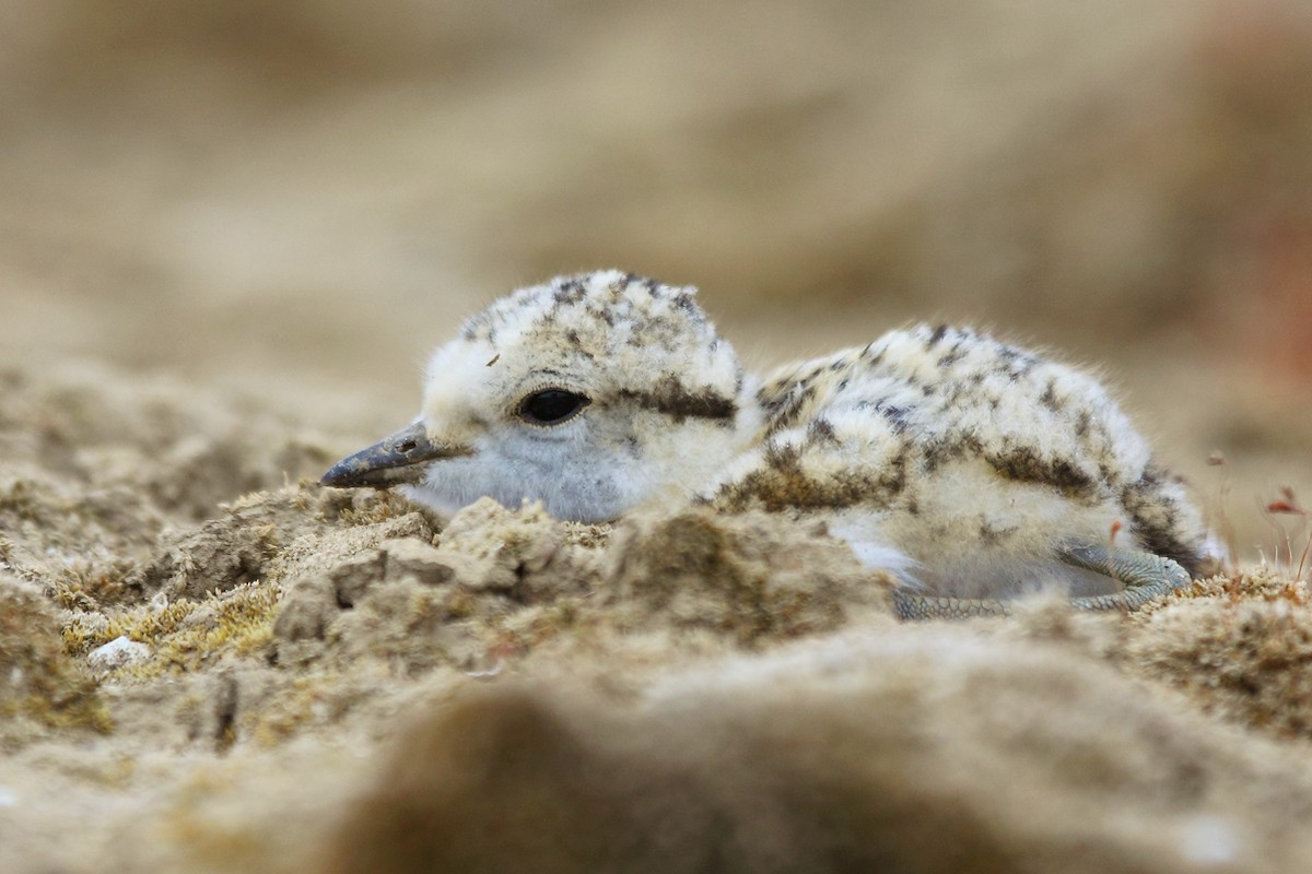 Kentish Plover - ML83137001