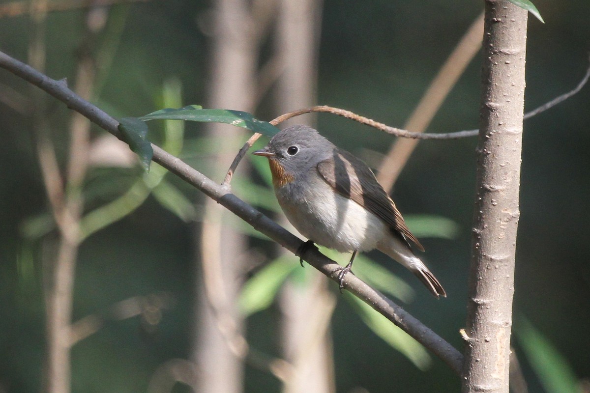 Taiga Flycatcher - Dave Andrews