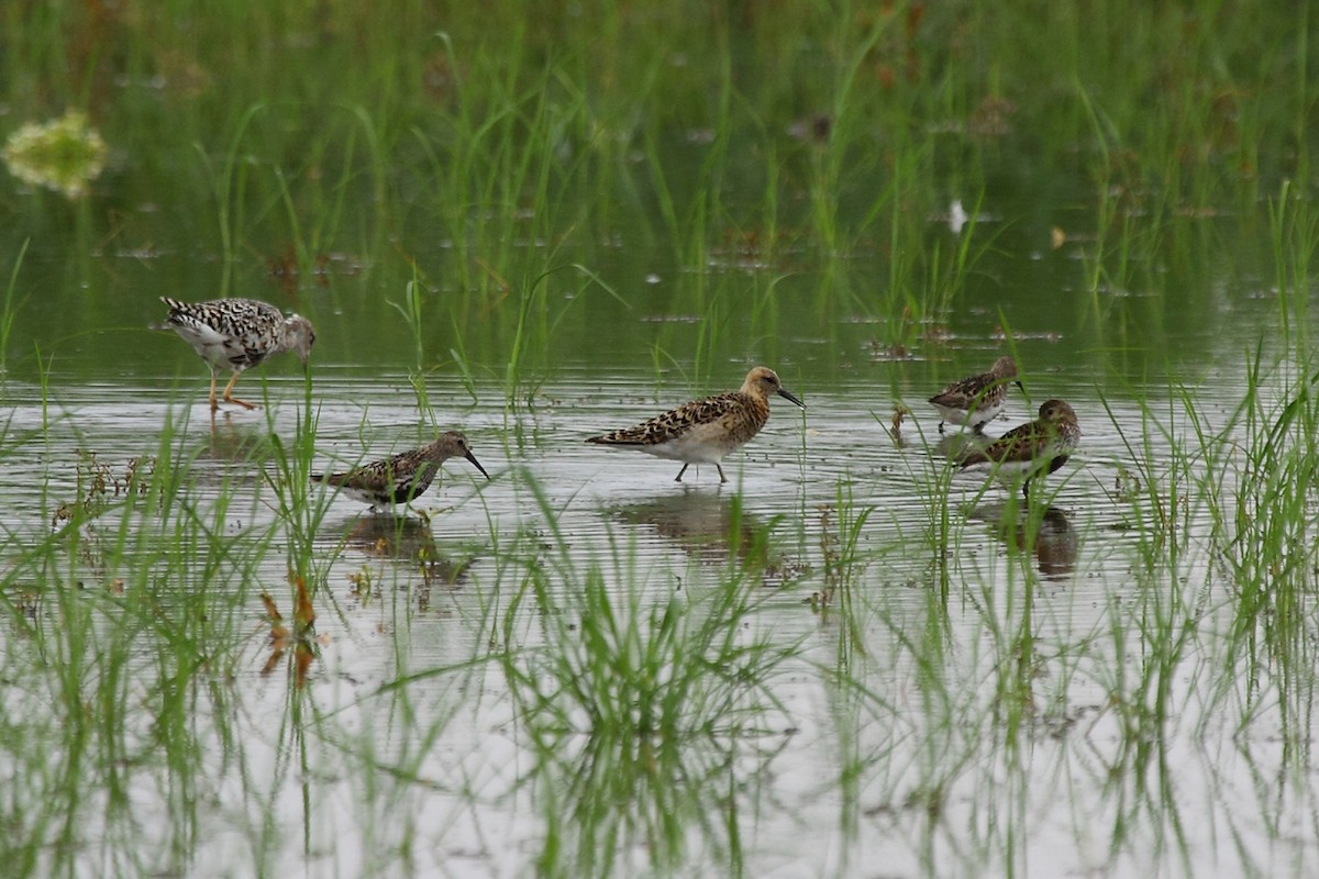 Dunlin - ML83137271