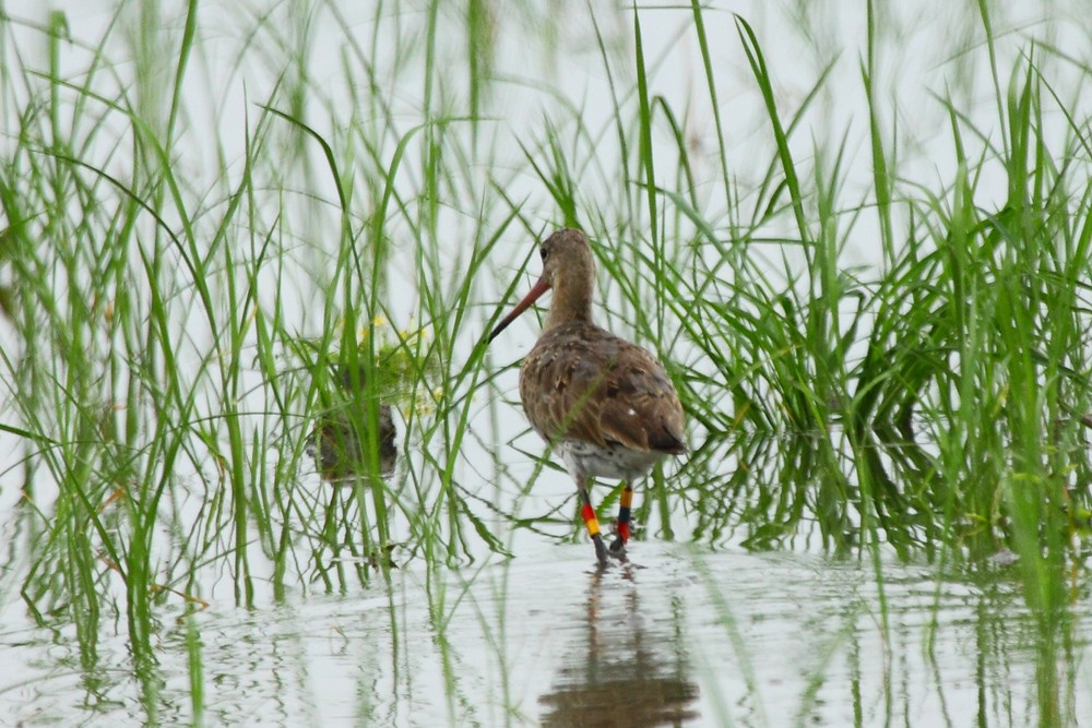 Black-tailed Godwit - ML83137561