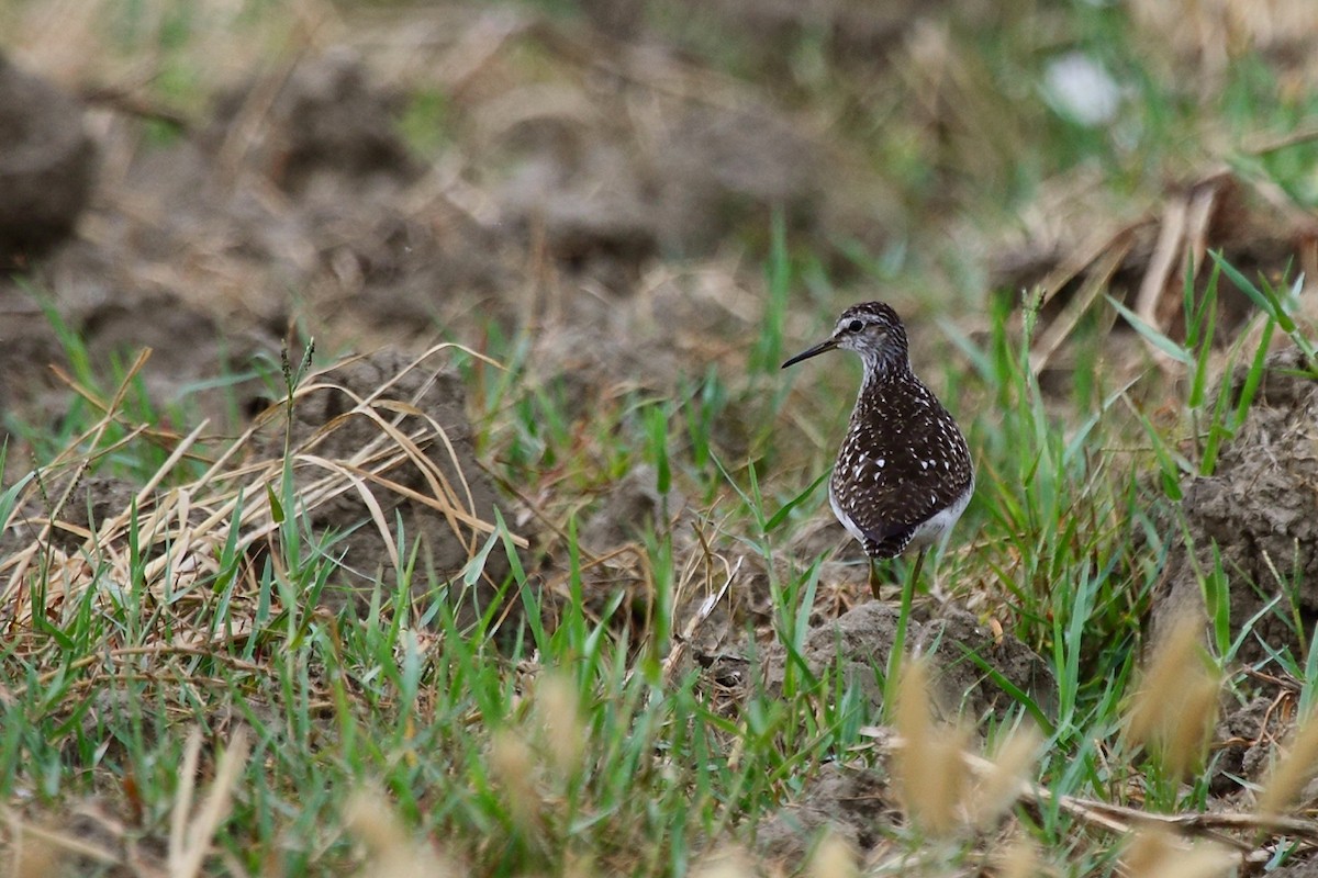 Wood Sandpiper - ML83137701