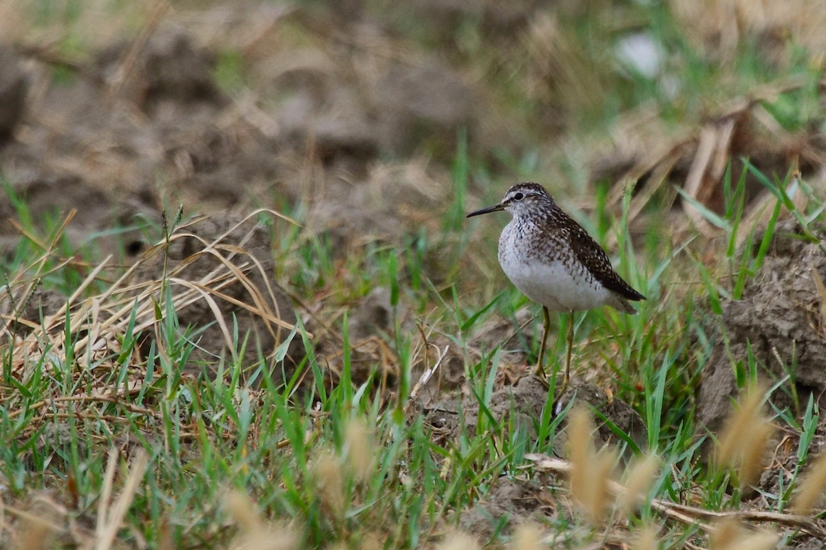 Wood Sandpiper - ML83137711