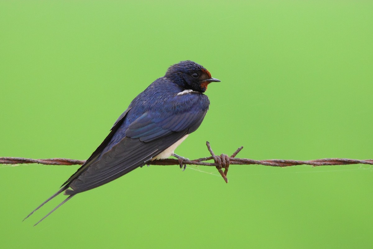 Barn Swallow - ML83137861