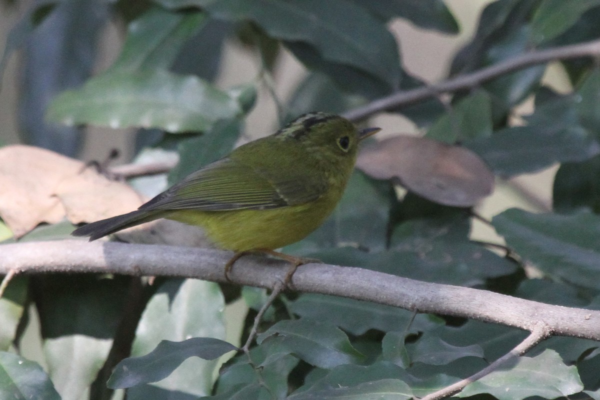 Whistler's Warbler - Dave Andrews