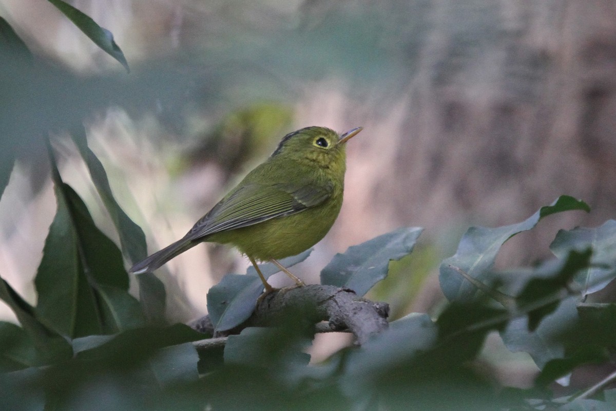 Whistler's Warbler - ML83137961