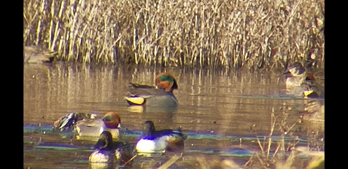 Green-winged Teal - ML83138071
