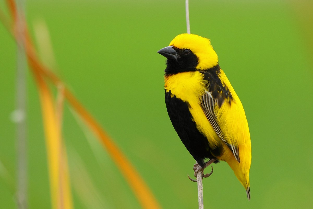 Yellow-crowned Bishop - António Gonçalves