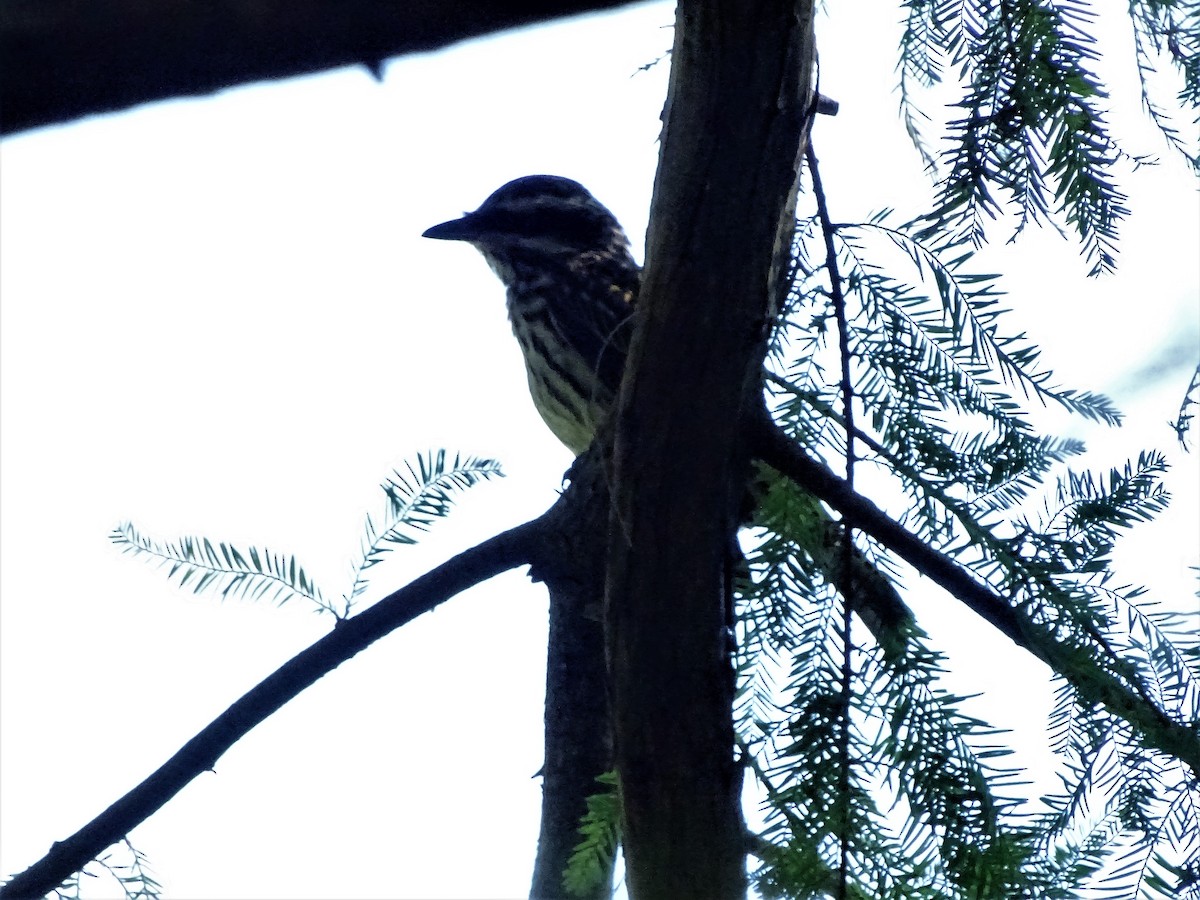 Streaked Flycatcher - ML83138201